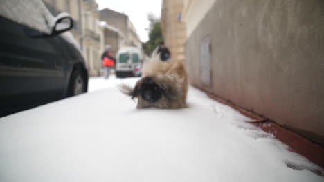 Junger-Pekinesischer-Hund-Läuft-Auf-Einem-Verschneiten-Bürgersteig-In-Montpellier,-Frankreich.-Zeitlupe